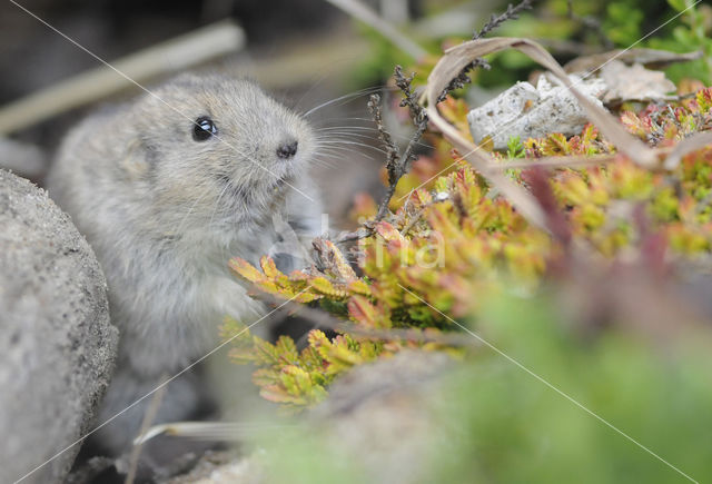 Steppe vole (Lagurus lagurus)