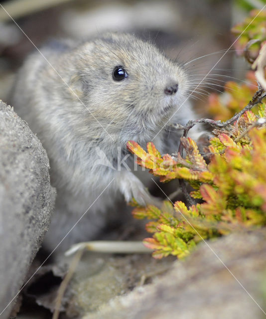 Steppe vole (Lagurus lagurus)