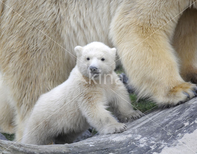 Polar bear (Ursus maritimus)