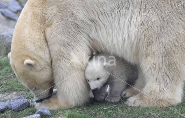 Polar bear (Ursus maritimus)