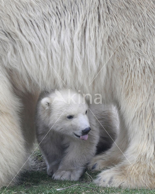 Polar bear (Ursus maritimus)