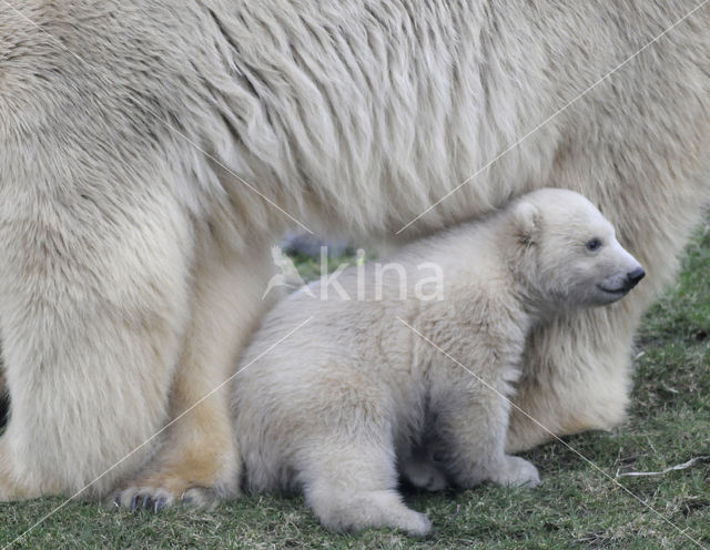 Polar bear (Ursus maritimus)