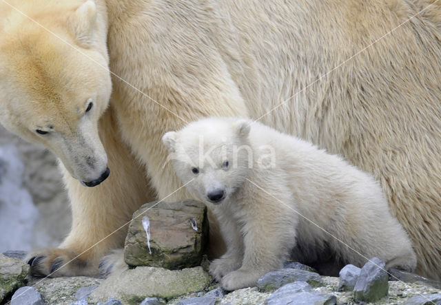 Polar bear (Ursus maritimus)