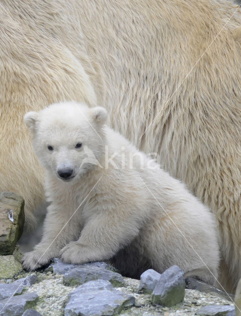 Polar bear (Ursus maritimus)