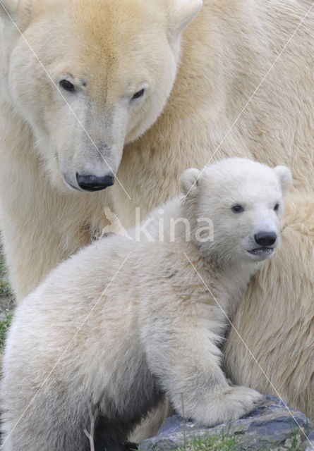 Polar bear (Ursus maritimus)