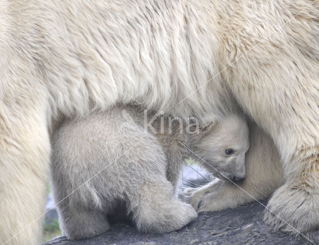 Polar bear (Ursus maritimus)