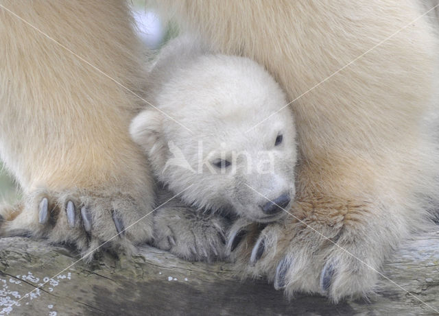 Polar bear (Ursus maritimus)