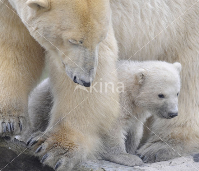 Polar bear (Ursus maritimus)