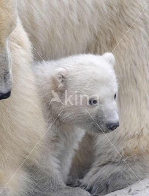 Polar bear (Ursus maritimus)