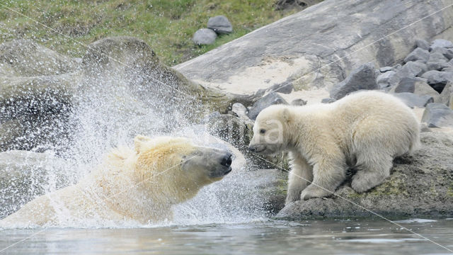 Polar bear (Ursus maritimus)