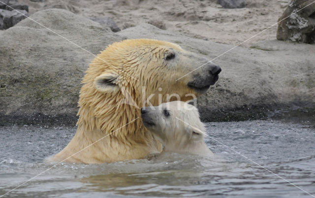 Polar bear (Ursus maritimus)