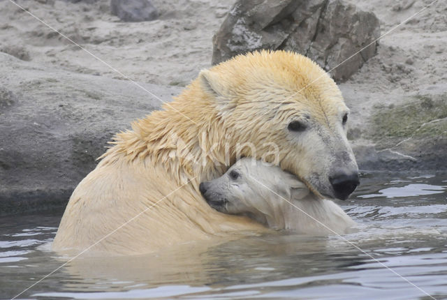 Polar bear (Ursus maritimus)