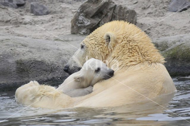 Polar bear (Ursus maritimus)