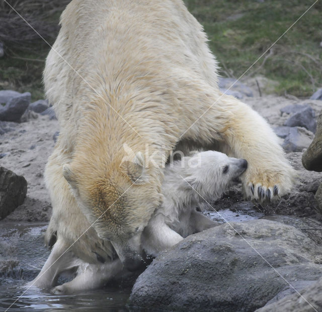 Polar bear (Ursus maritimus)