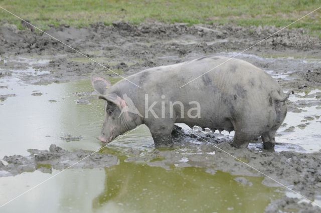 Pig (Sus domesticus)