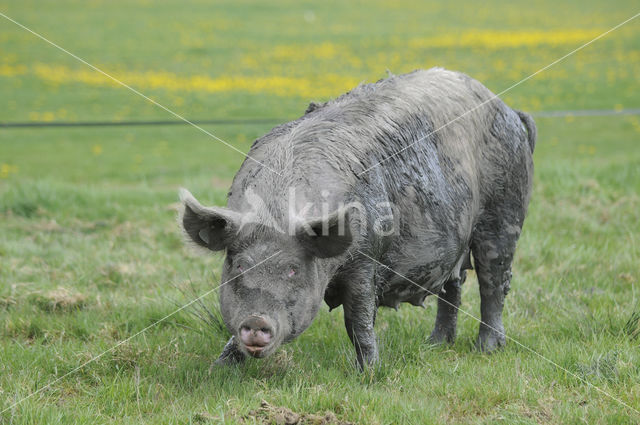 Pig (Sus domesticus)