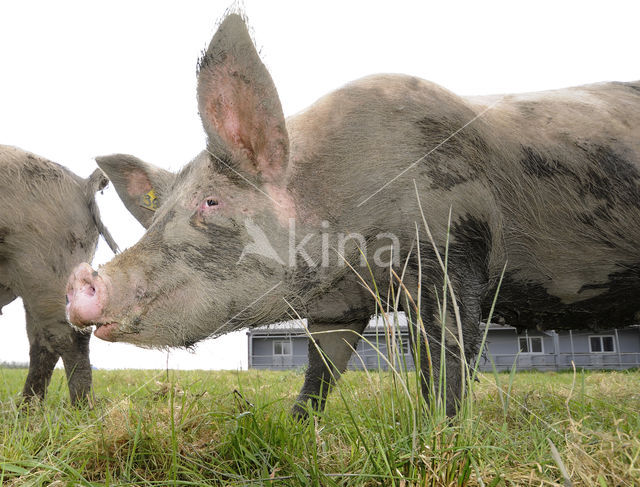 Varken (Sus domesticus)