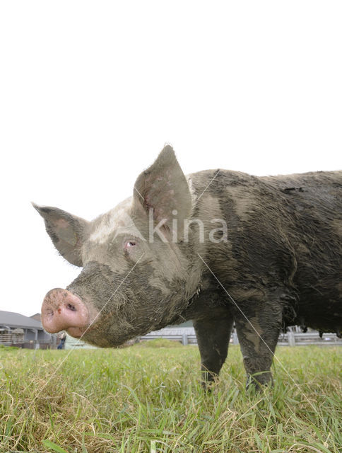 Varken (Sus domesticus)