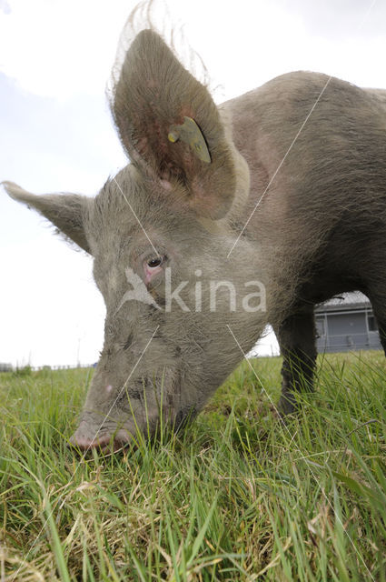 Varken (Sus domesticus)