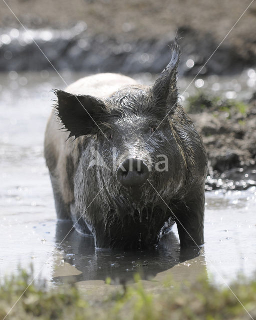 Pig (Sus domesticus)