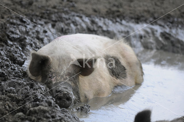 Pig (Sus domesticus)