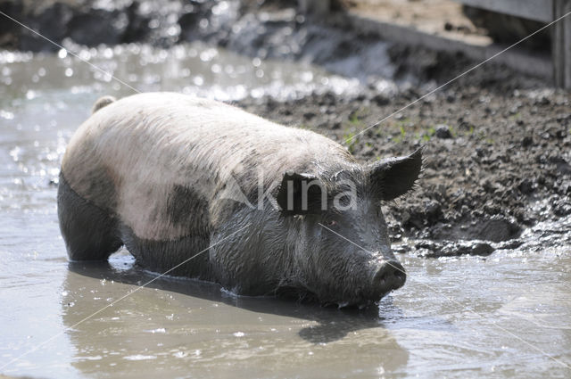 Pig (Sus domesticus)