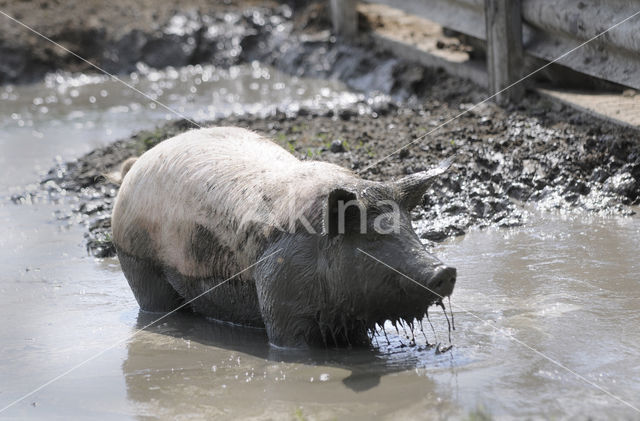 Pig (Sus domesticus)