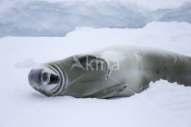 Crab-eater Seal (Lobodon carcinophagus)