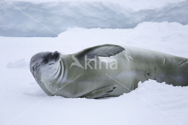 Crab-eater Seal (Lobodon carcinophagus)