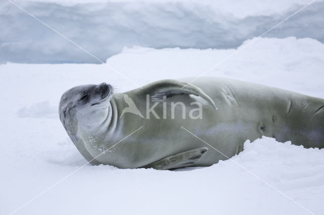 Crab-eater Seal (Lobodon carcinophagus)