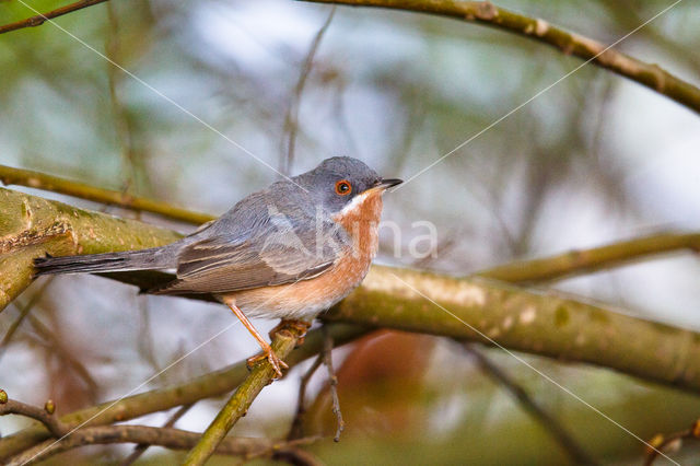 Westelijke Baardgrasmus (Sylvia inornata)