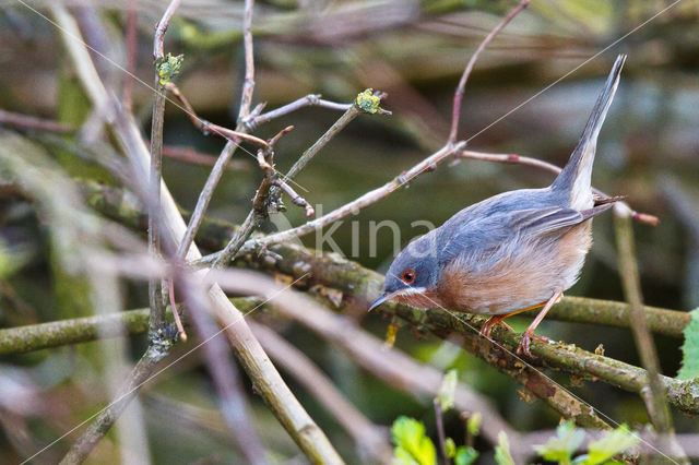 Westelijke Baardgrasmus (Sylvia inornata)