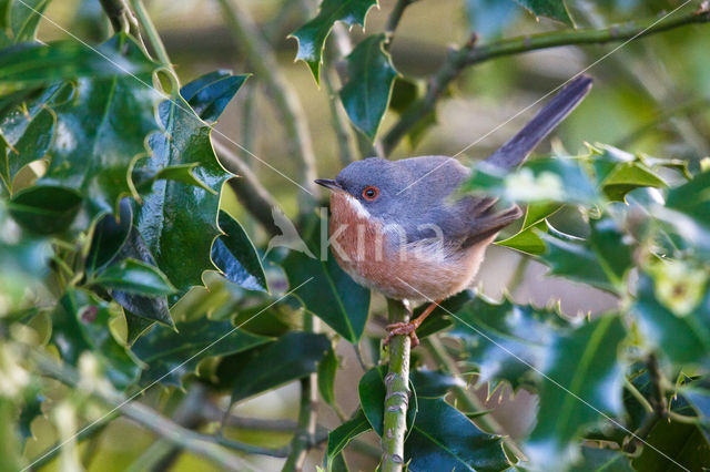 Western Subalpine Warbler (Sylvia inornata)