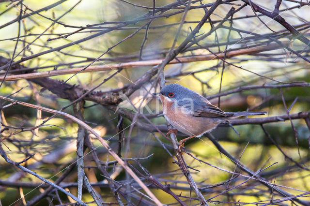 Westelijke Baardgrasmus (Sylvia inornata)