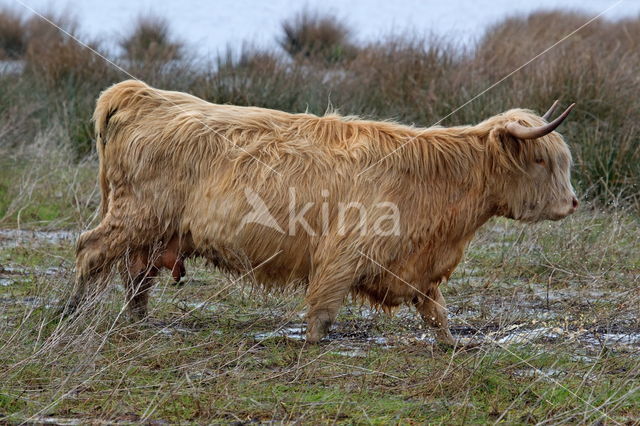 Highland Cow (Bos domesticus)