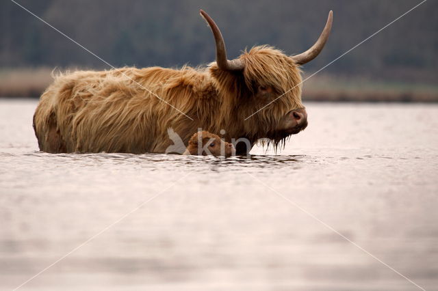 Schotse Hooglander