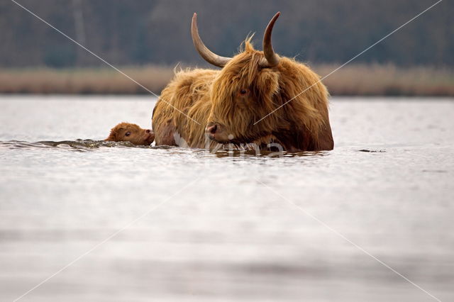 Highland Cow (Bos domesticus)