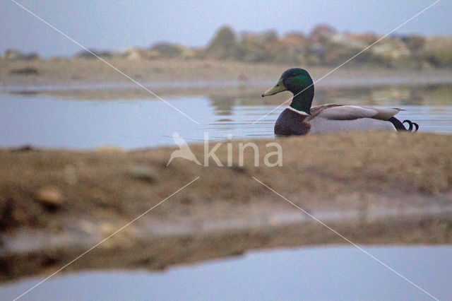 Mallard