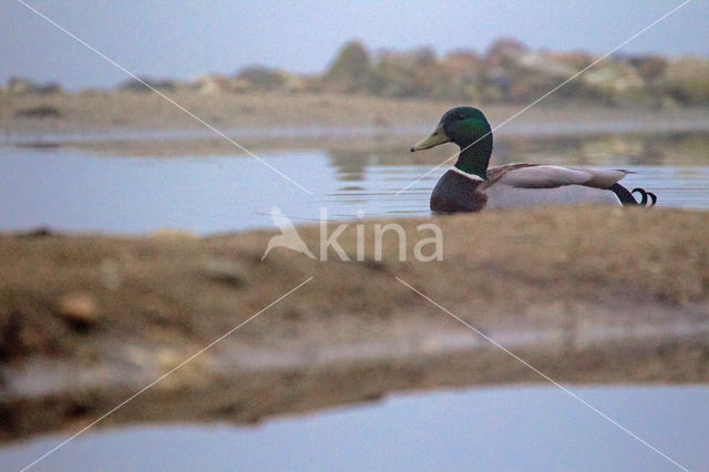 Wilde Eend (Anas platyrhynchos)