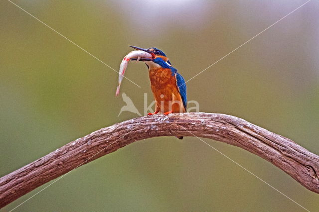 IJsvogel (Alcedo atthis)