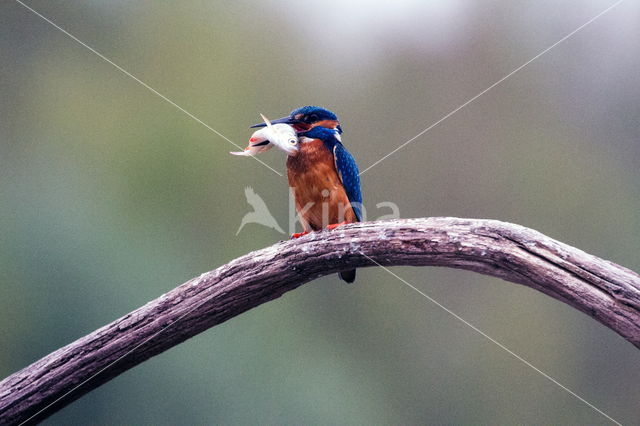 IJsvogel (Alcedo atthis)