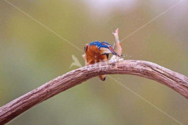 IJsvogel (Alcedo atthis)