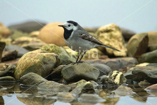 Witte Kwikstaart (Motacilla alba)