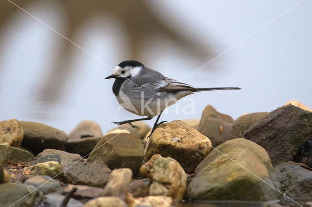 Witte Kwikstaart (Motacilla alba)