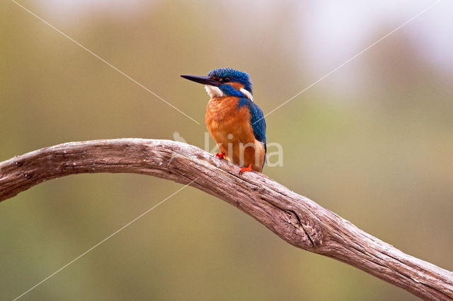 IJsvogel (Alcedo atthis)