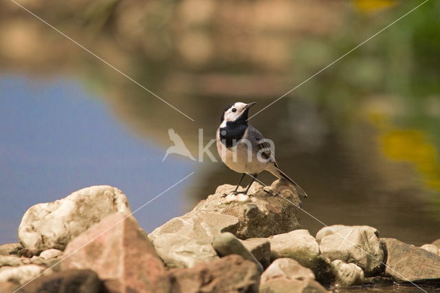 Witte Kwikstaart (Motacilla alba)