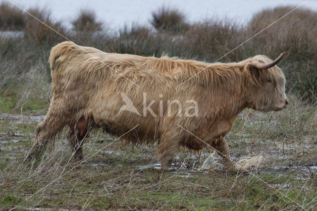 Highland Cow (Bos domesticus)