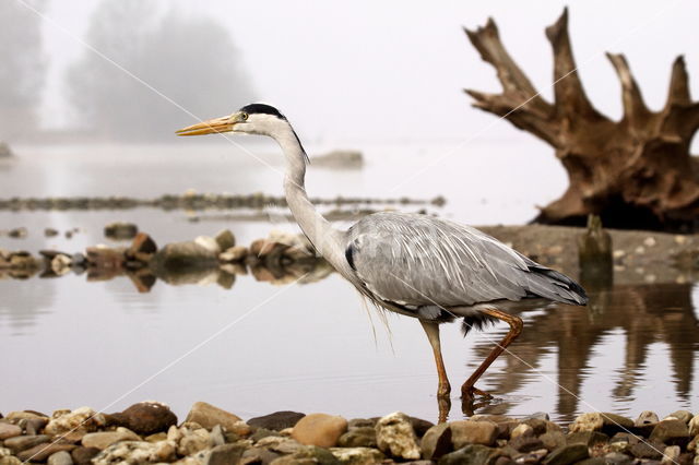 Blauwe Reiger (Ardea cinerea)