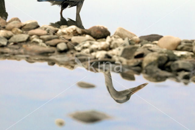 Pale Grey Heron (Ardea cinerea monicae)