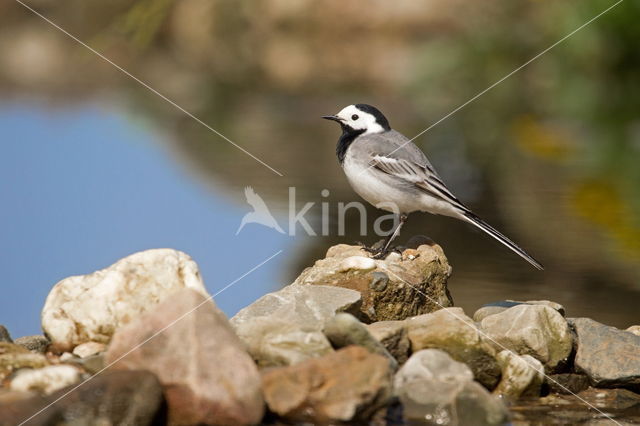 Witte Kwikstaart (Motacilla alba)